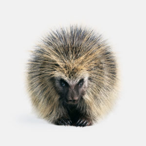 North American Porcupine