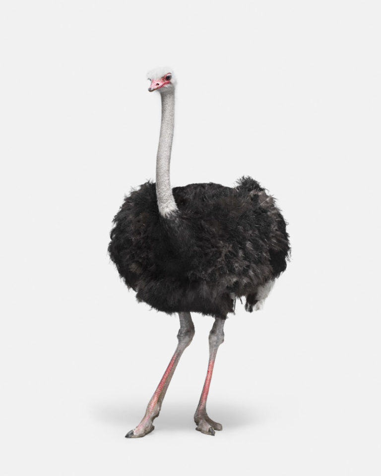 Ostrich No. 1