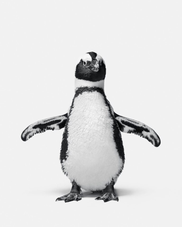 Penguin No. 1