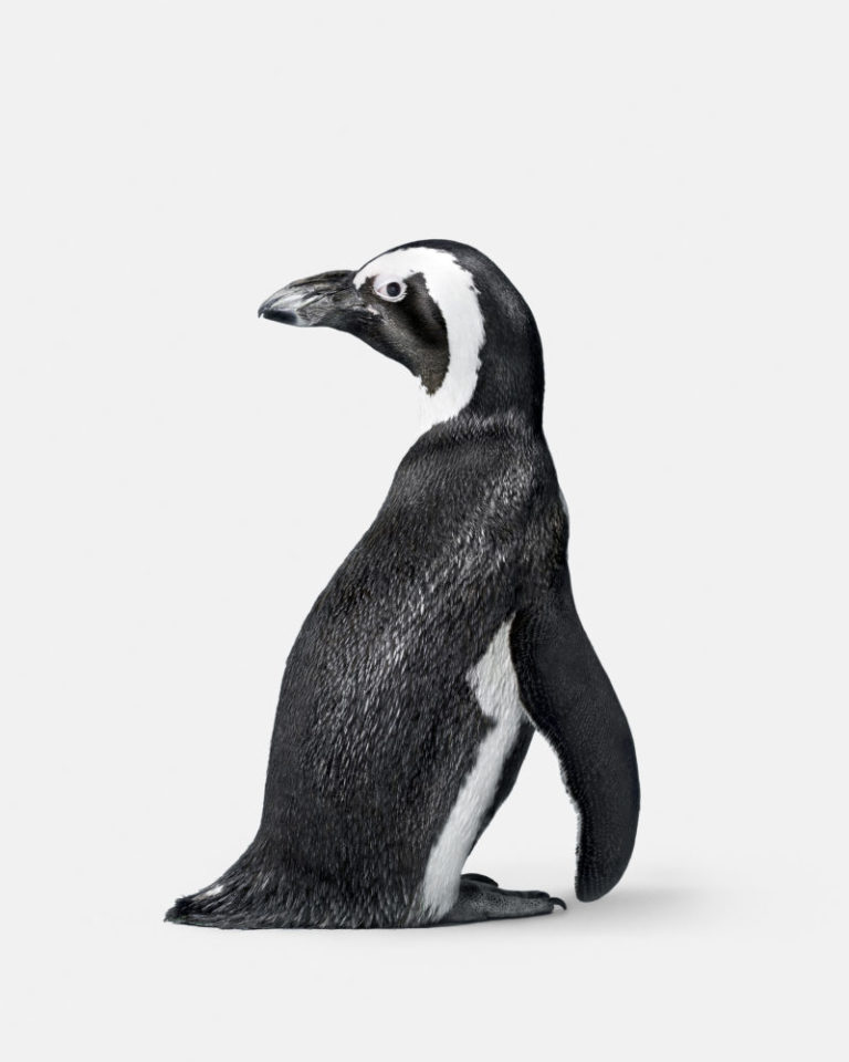 Penguin No. 2