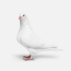 Pigeon No. 1