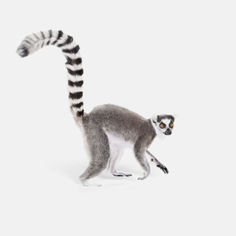 Ring Tailed Lemur