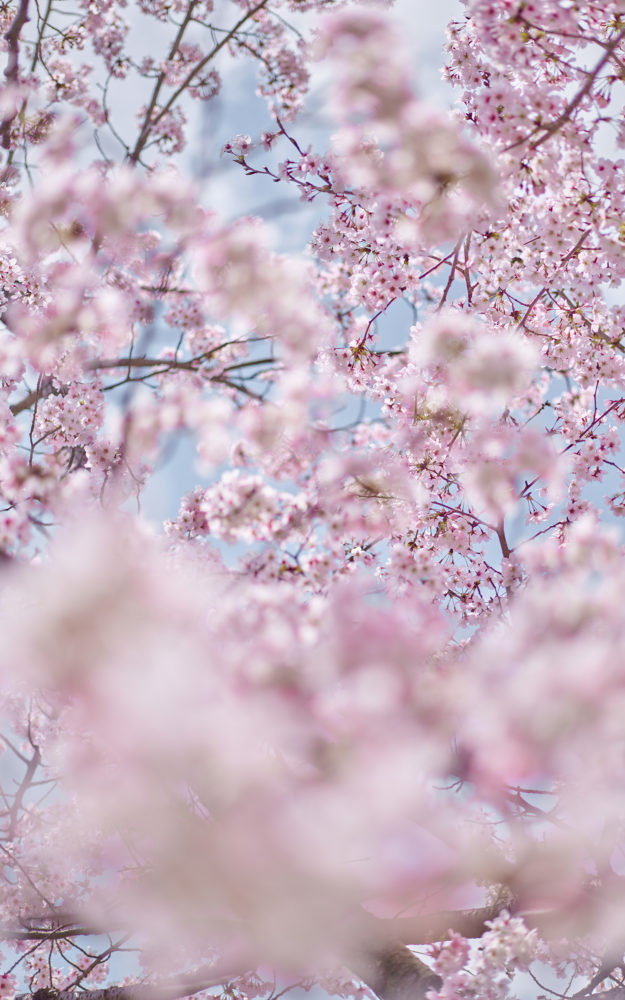 Sakura 6, Kyoto, Japan