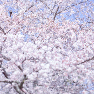 Sakura 8, Kyoto, Japan