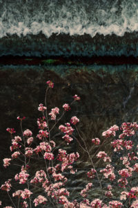 Sakura and Stream, Kyoto