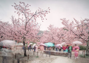 Sakura and Umbrellas, Kyoto, Japan