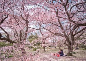 Hanami Party, Kyoto, Japan