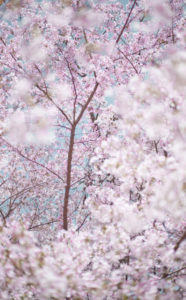 Sakura and Sky 1, Kyoto, Japan