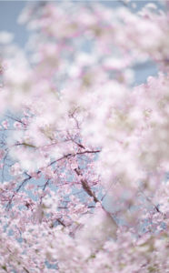 Sakura and Sky 2, Kyoto, Japan