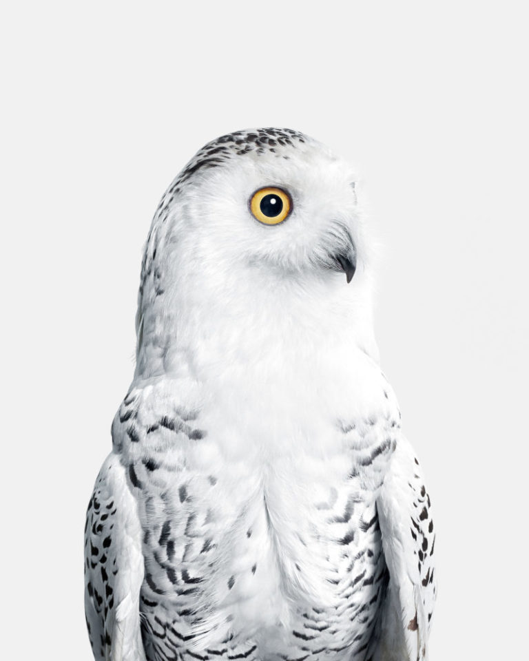 Snowy Owl No. 1