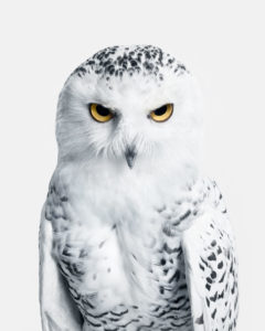 Snowy Owl No. 3