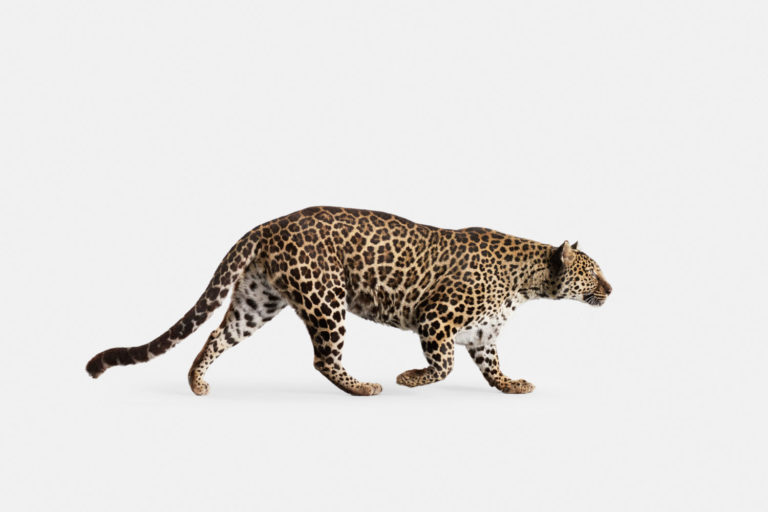 Spotted Leopard No. 3