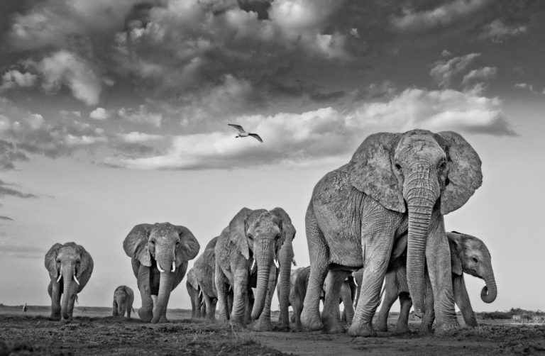 The Elephants and the Egret, 2021