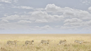 Cheetah Coalition, Maasai Mara, Kenya
