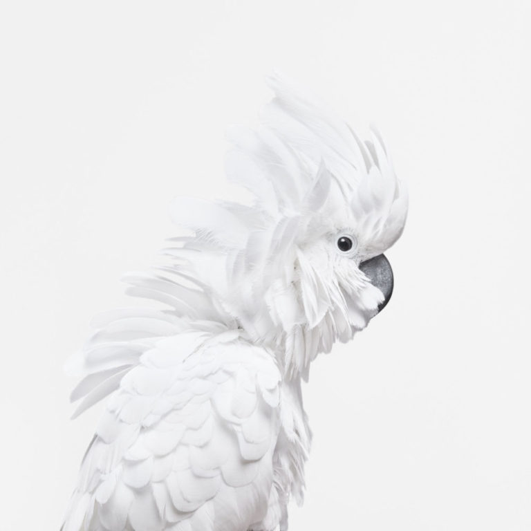 White Cockatoo