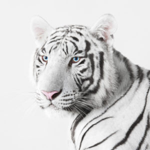 White Tiger