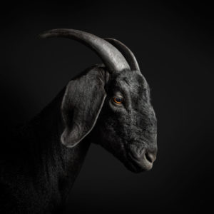 Black Goat No. 1