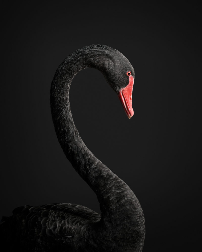 Black Swan No. 1