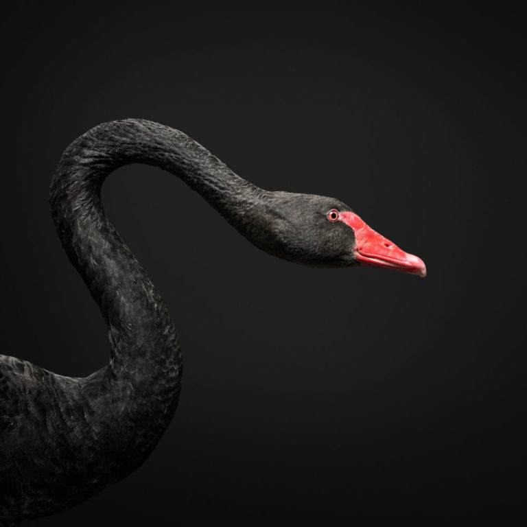 Black Swan No. 2