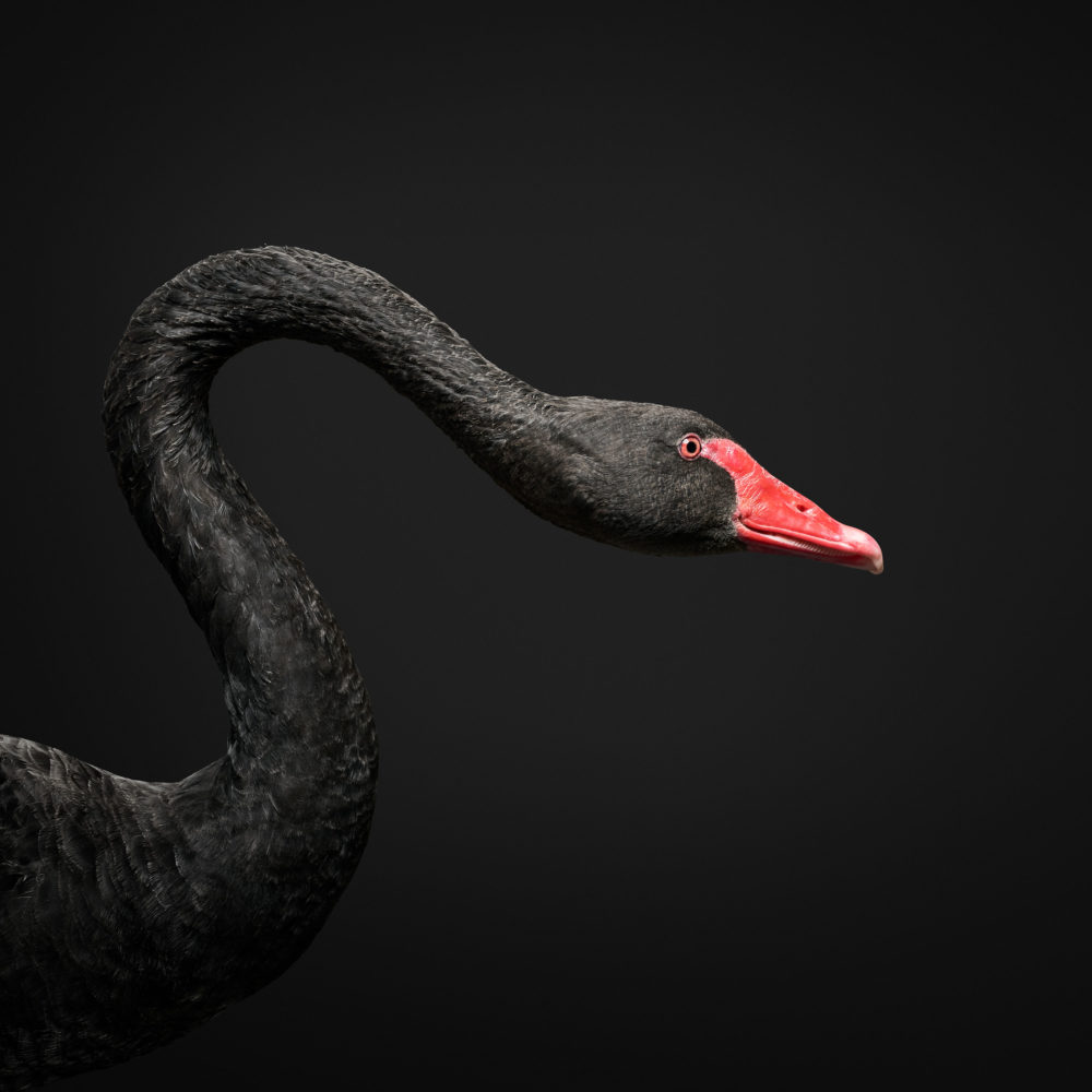 Black Swan No. 2