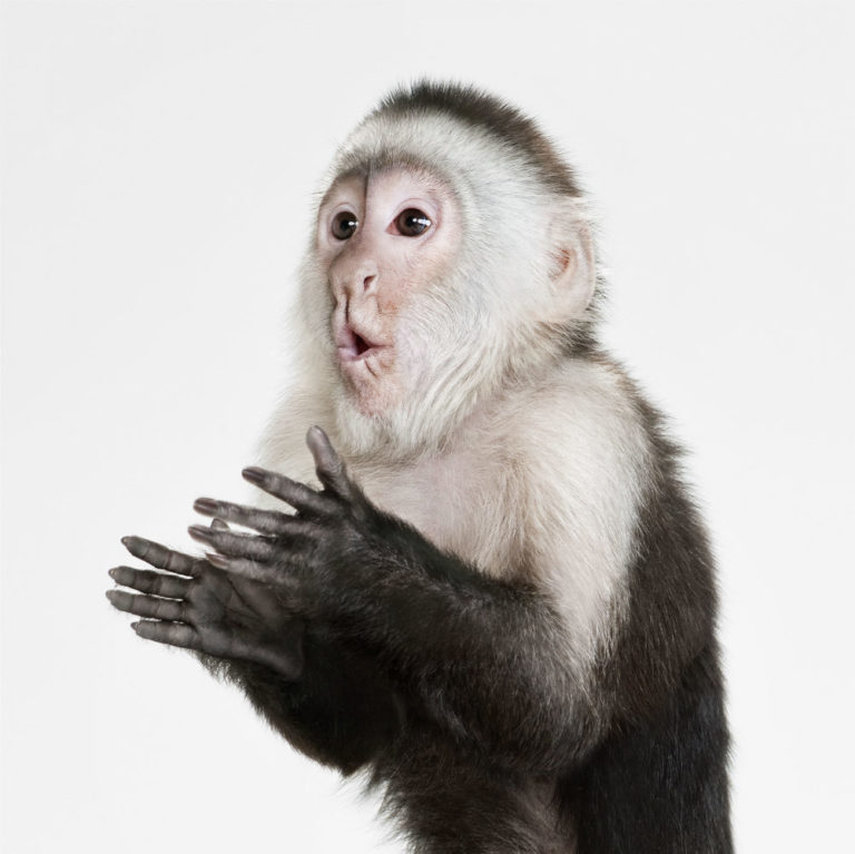 Capuchin Monkey