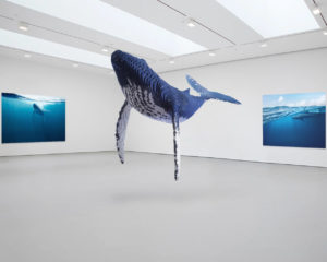 Humpback Whale #1