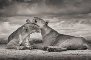 One Love, Serengeti, Africa