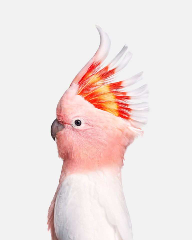 Pink Cockatoo