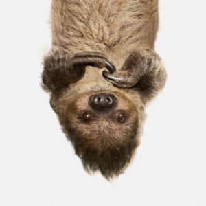 Upside Down Sloth