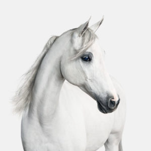 White Arabian Horse No. 1