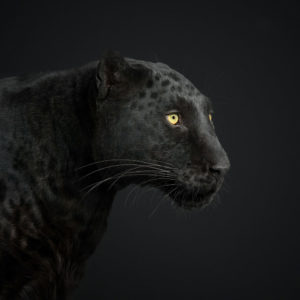Black Leopard No. 1