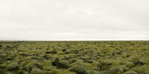 Moss Covered Lava Field, Iceland