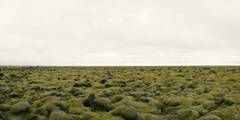 Moss Covered Lava Field, Iceland