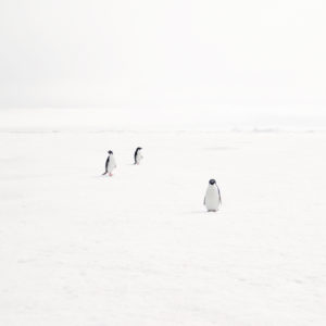 Adeli Penguins on Fast Ice, Antarctica