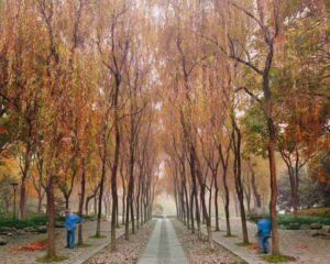 Sweepers, West Lake, Hangzhou, China, 2011