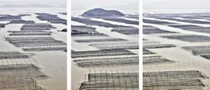 Seaweed Farms (triptych), China, 2017