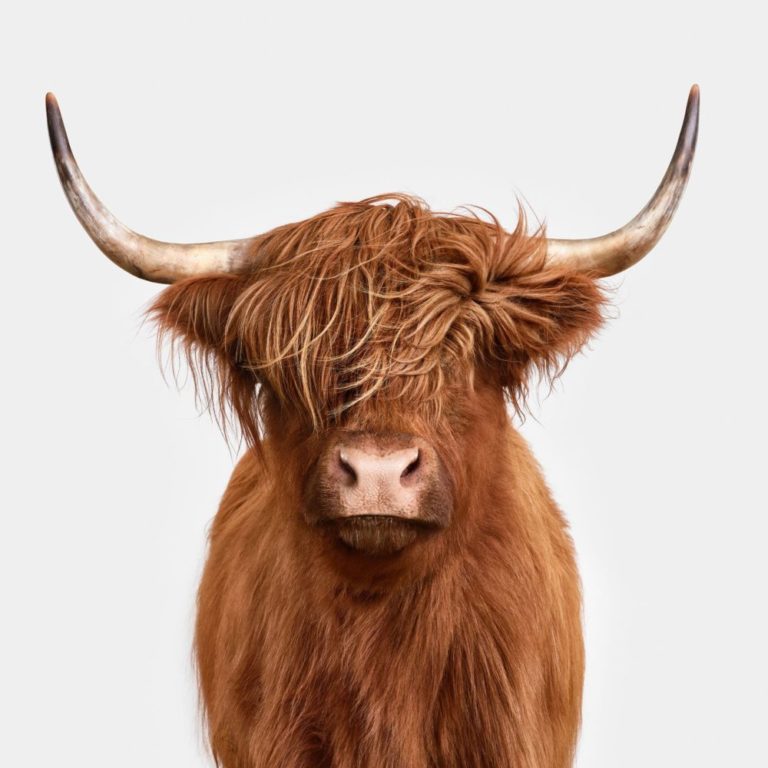 Highland Cow No. 4