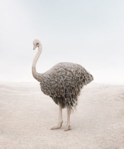 Onward Ostrich