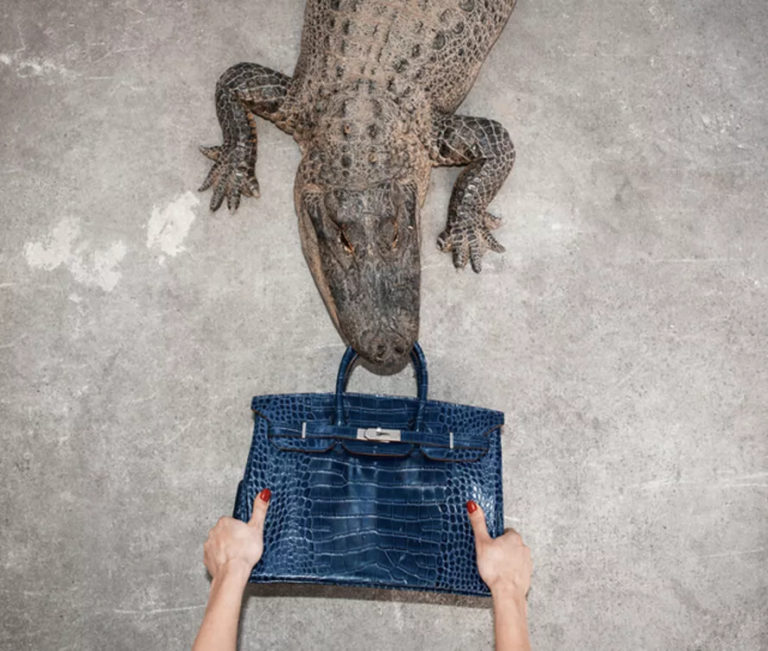 Gator Birkin Hands