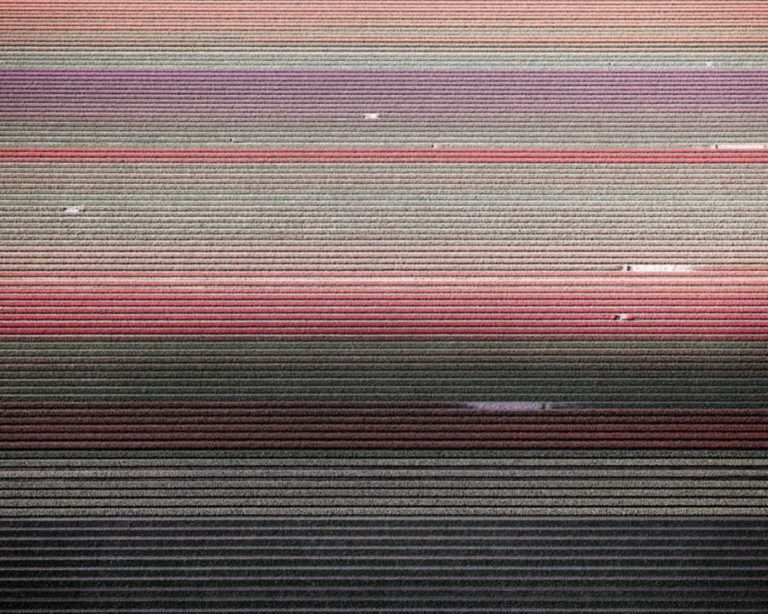 (Veld 5) Tulips 01, Noordoostpolder, Netherlands