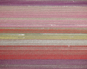 (Veld 11) Tulips 11, Noordoostpolder, Netherlands