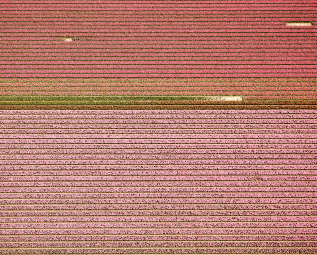 (Veld 4) Tulips 04, Noordoostpolder, Netherlands