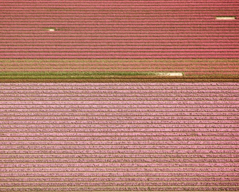 (Veld 4) Tulips 04, Noordoostpolder, Netherlands