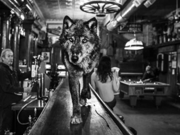 David Yarrow The Wolf Of Main Street II