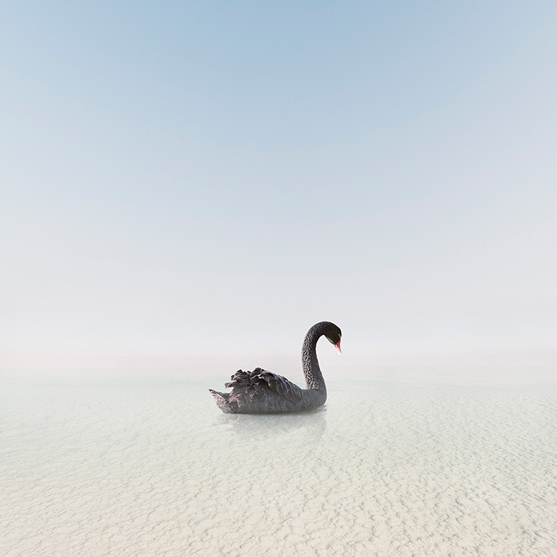 Balanced Black Swan