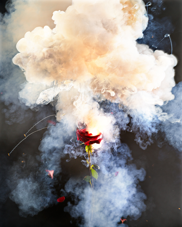 Exploding Rose