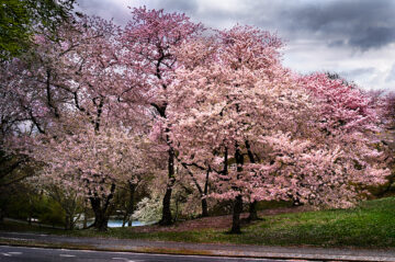 Pink Parkway