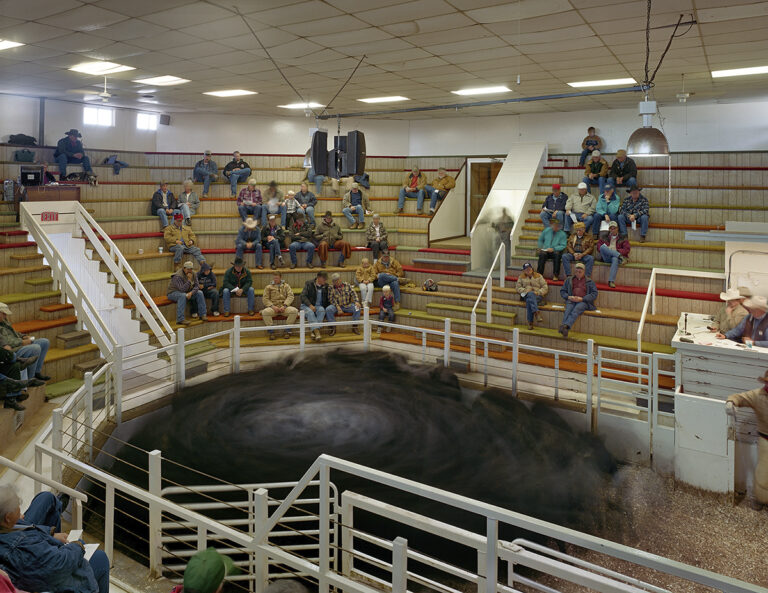 Cattle_Auction