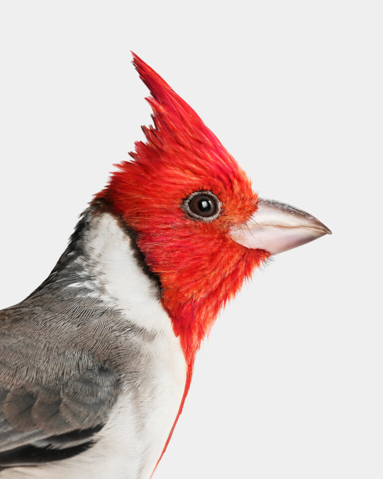 Red Crested Cardinal