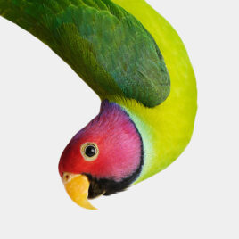 Plum-Headed Parakeet